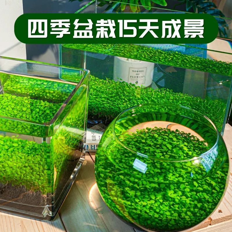 四季鱼缸玻璃瓶水草造景种子图片