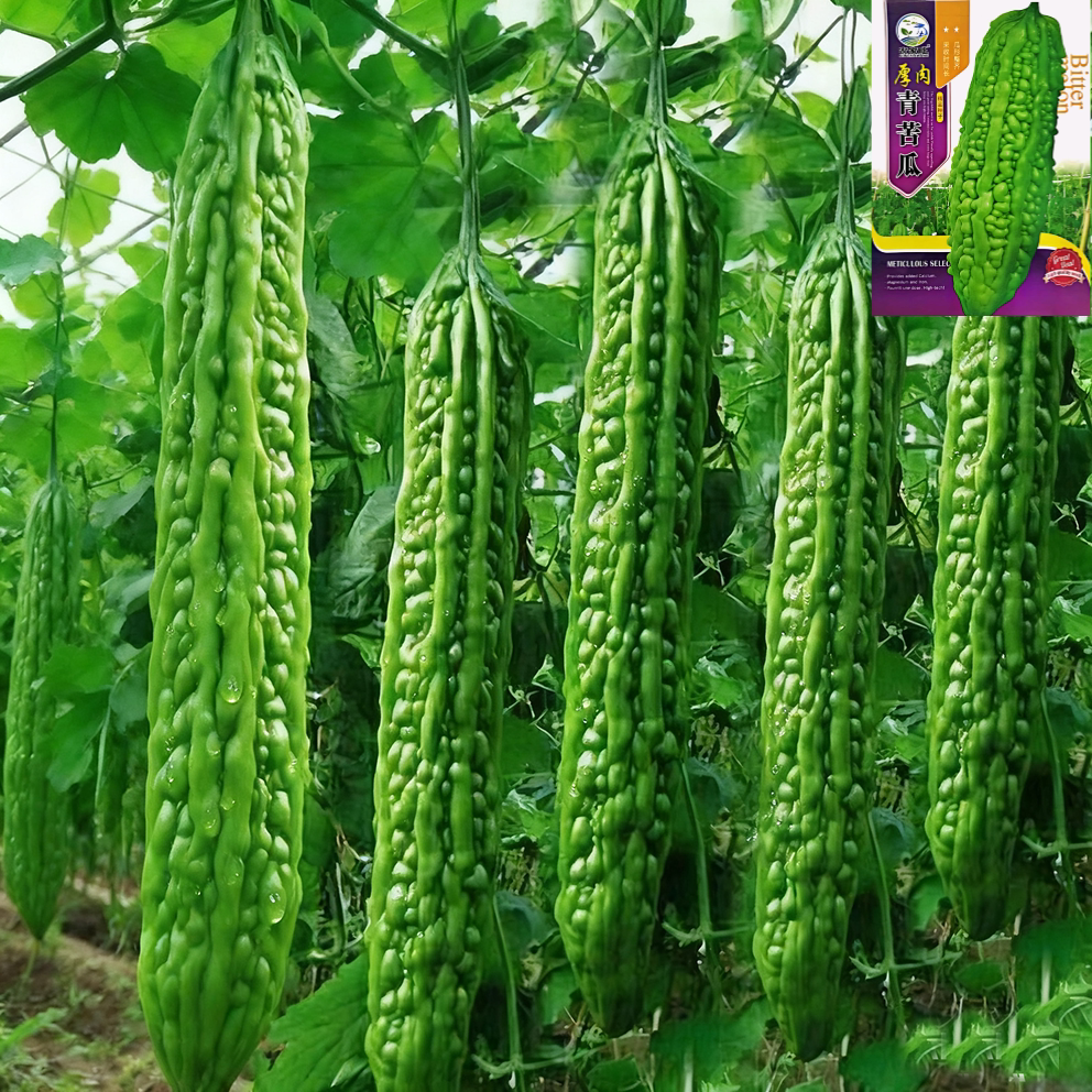 脆嫩长绿苦瓜种子青皮苦瓜特长庭院爬藤翠绿肉厚春季蔬菜种籽绿色