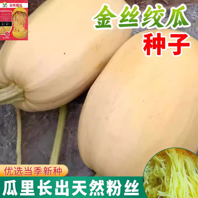 金丝搅瓜种子种籽苗丝瓜粉丝绞瓜黄金瓜西葫芦南瓜蔬菜秧苗孑茭瓜