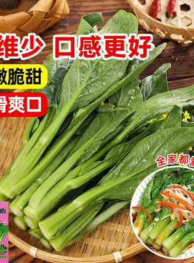 广东四九菜心种子四季播速生