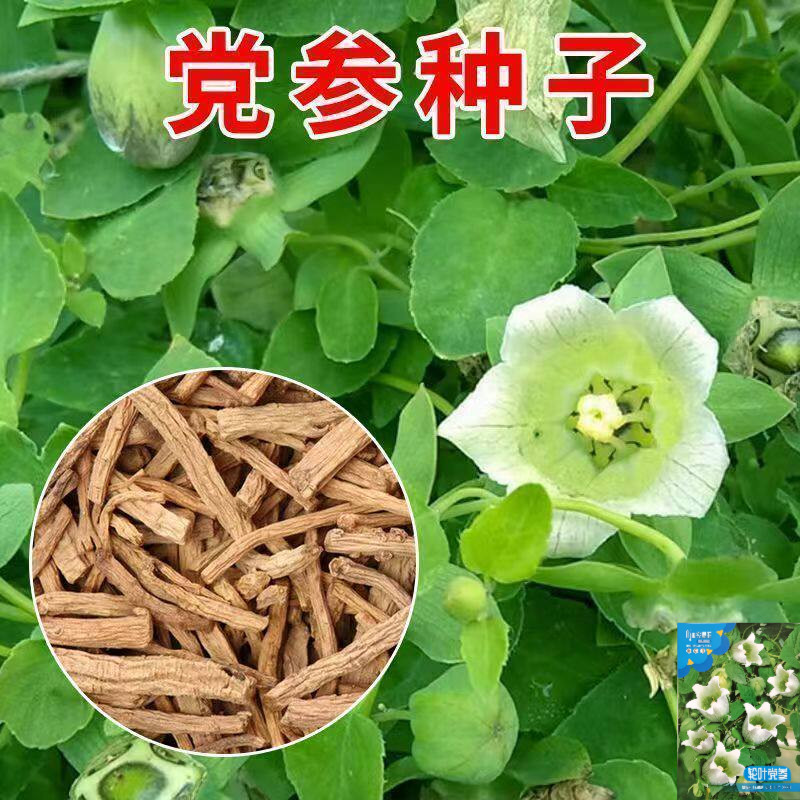 党参种子中药材种籽多年生春秋播种阳台盆栽四季春季白条中草药籽