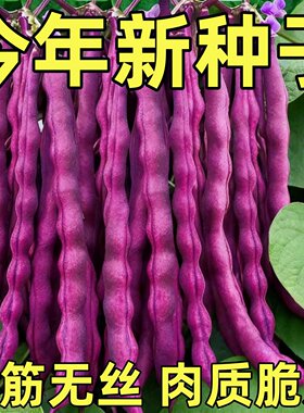 高产紫架豆紫色四季豆种子无筋摘不败秋紫豆芸豆角春秋季蔬菜种籽