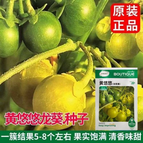 东北稀有野生黄龙葵种子盆栽