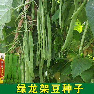 绿龙架豆王高产早熟爬藤四季豆种