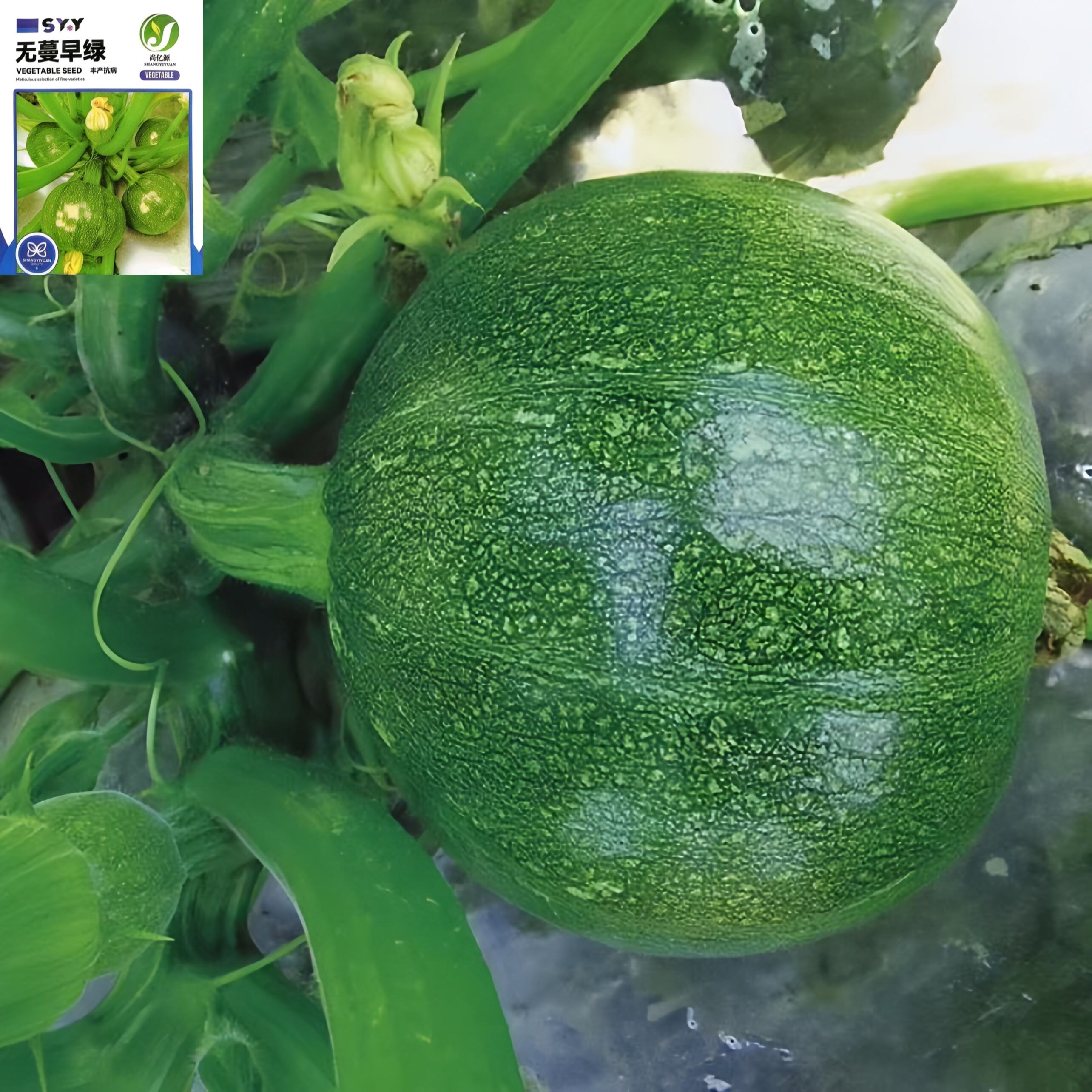 早熟无蔓小南瓜种籽短藤椭圆小青瓜西葫芦春夏秋四季播蔬菜种子孑