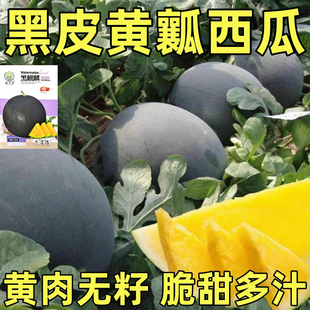 黑皮黄瓤无籽西瓜种子超甜水果甜籽四季春季懒汉南方种籽蔬菜种孑