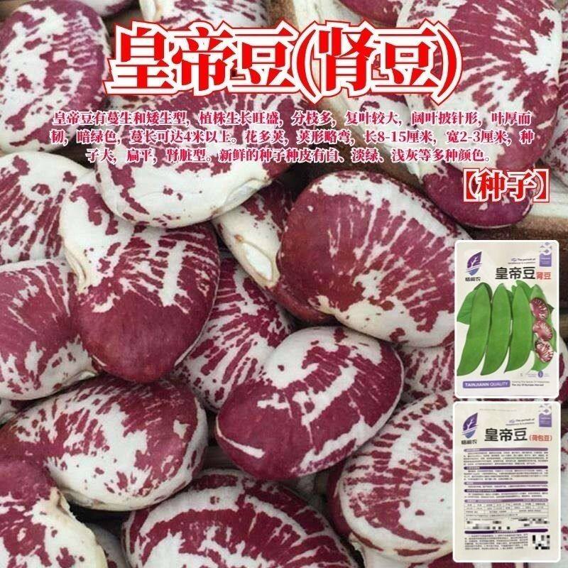 皇帝豆(肾豆)种子荷包豆种子大粒大肾豆大腰豆种籽老品种芸豆种子