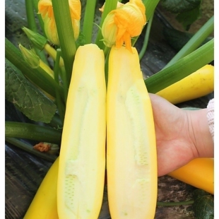 香蕉西葫芦种子进口黄色香蕉瓜种籽高产生吃阳台盆栽四季蔬菜种子