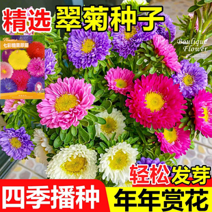 重瓣翠菊花种子四季易活开花盆栽七彩糖果菊花籽室内外庭院花种孑