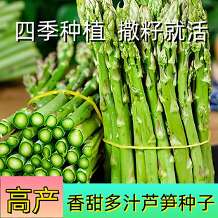 芦笋种子四季种植蔬菜之王绿芦笋种籽抗热耐寒高营养蔬菜种子