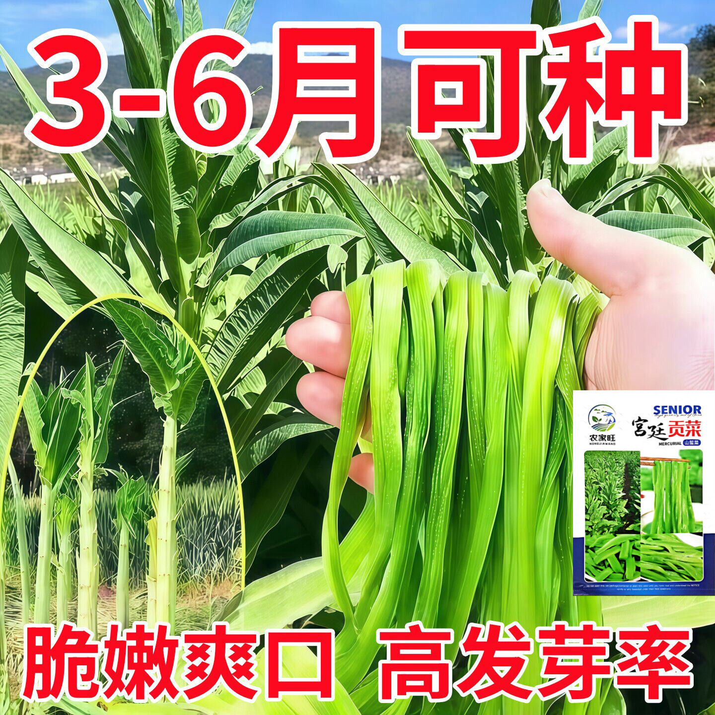 宫廷贡菜种子山蜇菜响菜种子四季高产耐寒抗热蔬菜种子菜籽菜种子