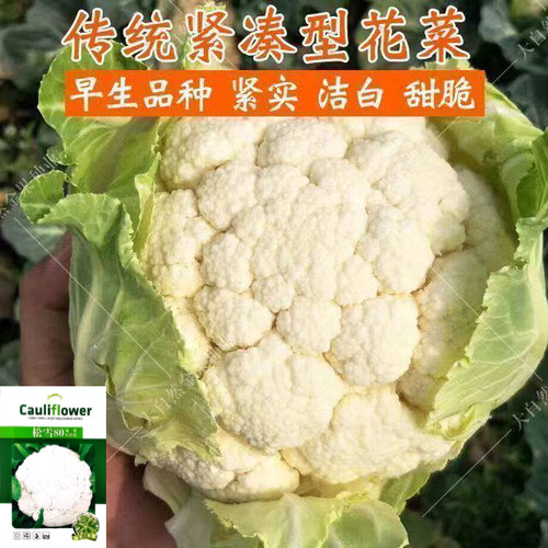 四季高产耐热抗寒花椰菜种子