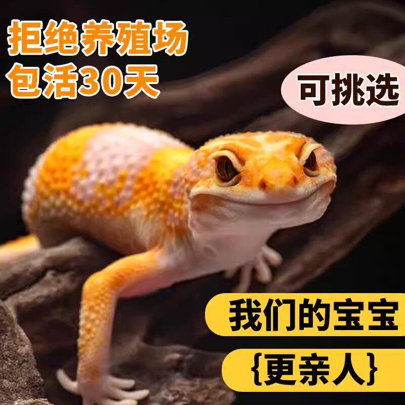 豹纹守宫蜥蜴无毒网红宠物入门级爬宠活体温顺好养不咬人另类小宠