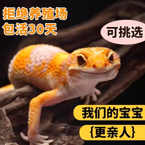 豹纹守宫活体温顺好养无毒宠物