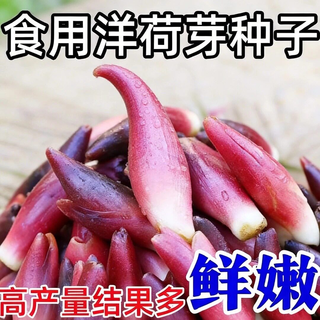 食用洋荷芽种子蔬菜洋荷笋洋姜荷洋河种子zy