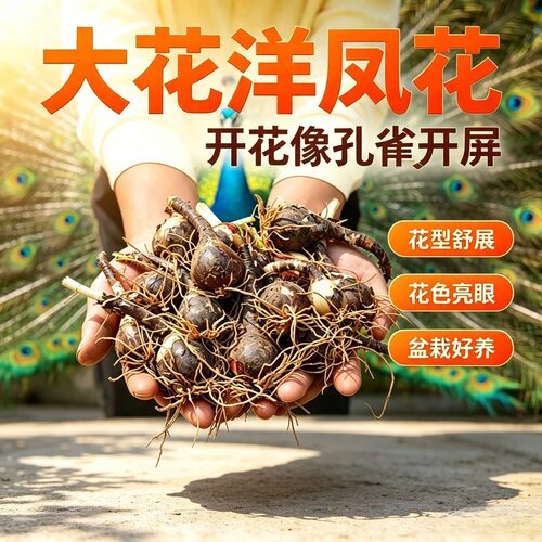 浓香开屏孔雀花种球耐热耐寒阳台小院花卉好管理zy2