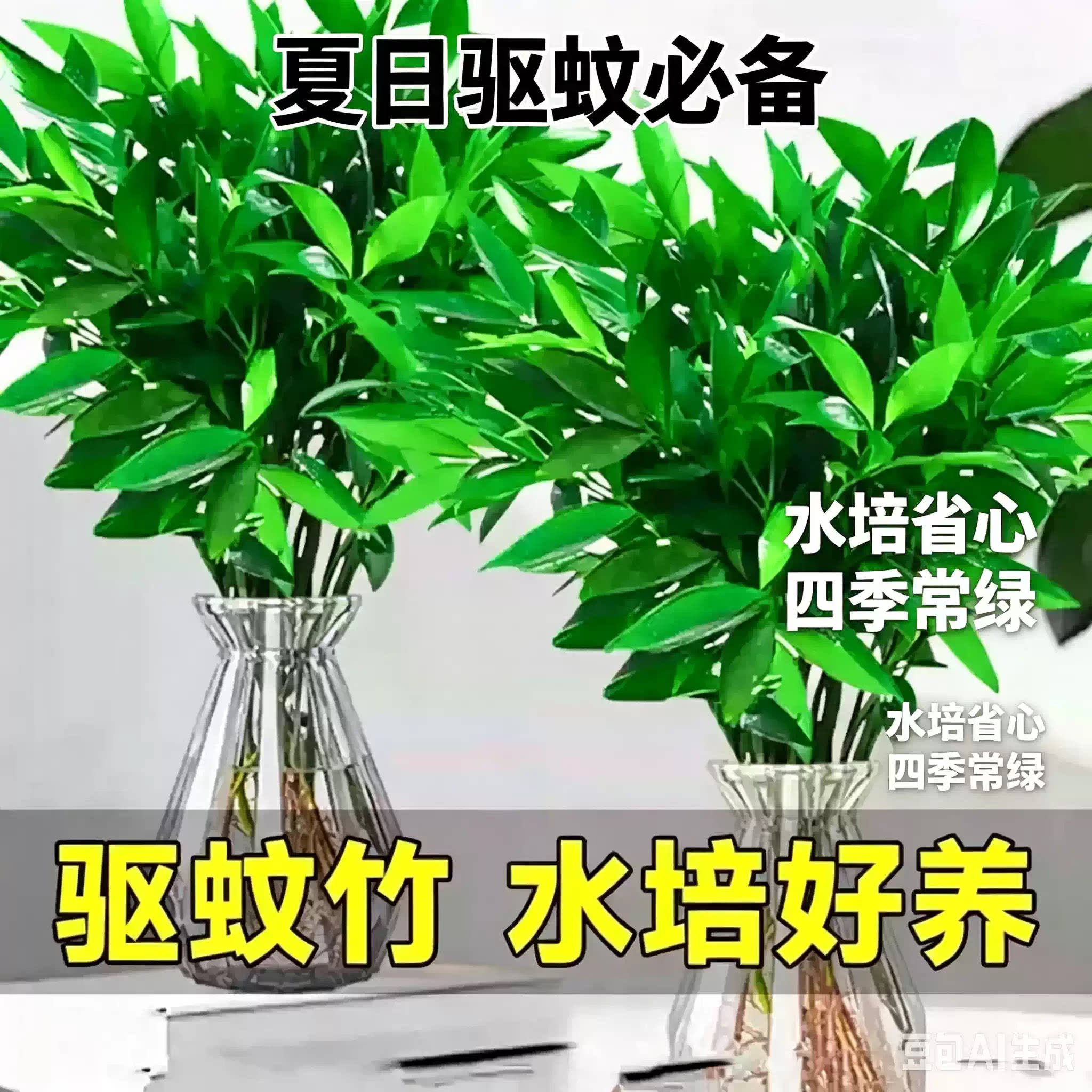 水培竹柏水养植物盆栽绿植水培土培 客厅阳台室内四季常青植物zy4