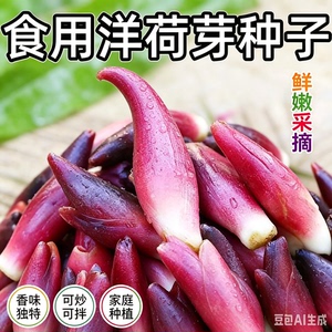 【新品！包邮】食用洋荷芽种球四季种植家庭阳台小院盆栽地栽JM