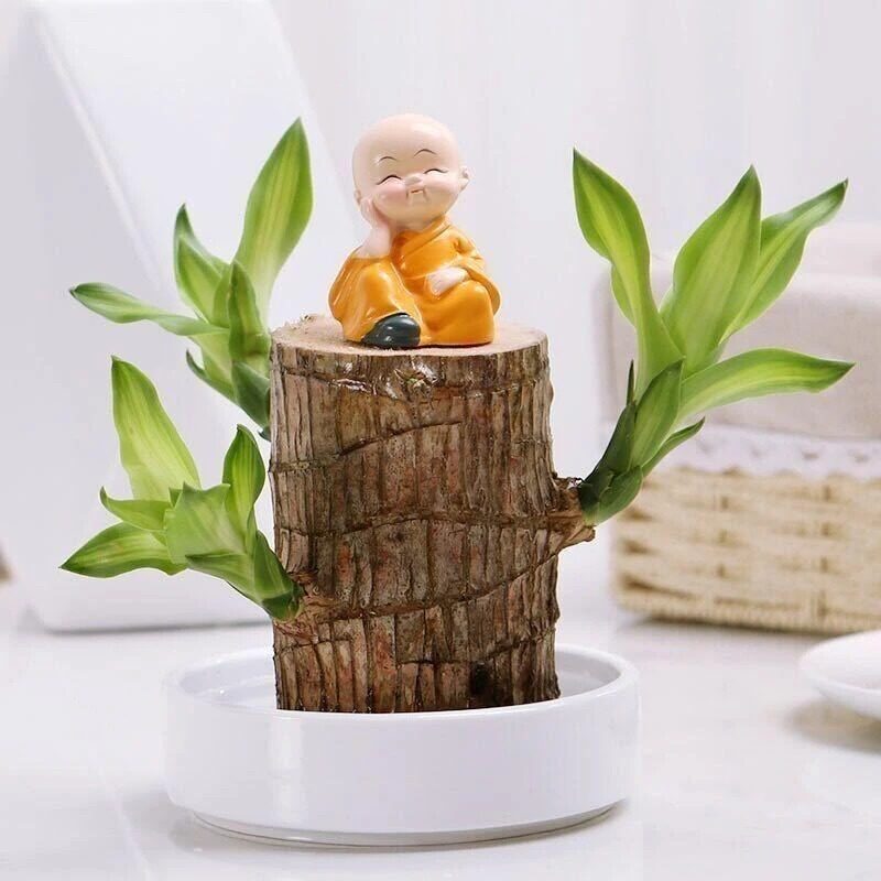 巴西木水培绿植家庭摆放室内绿植zy
