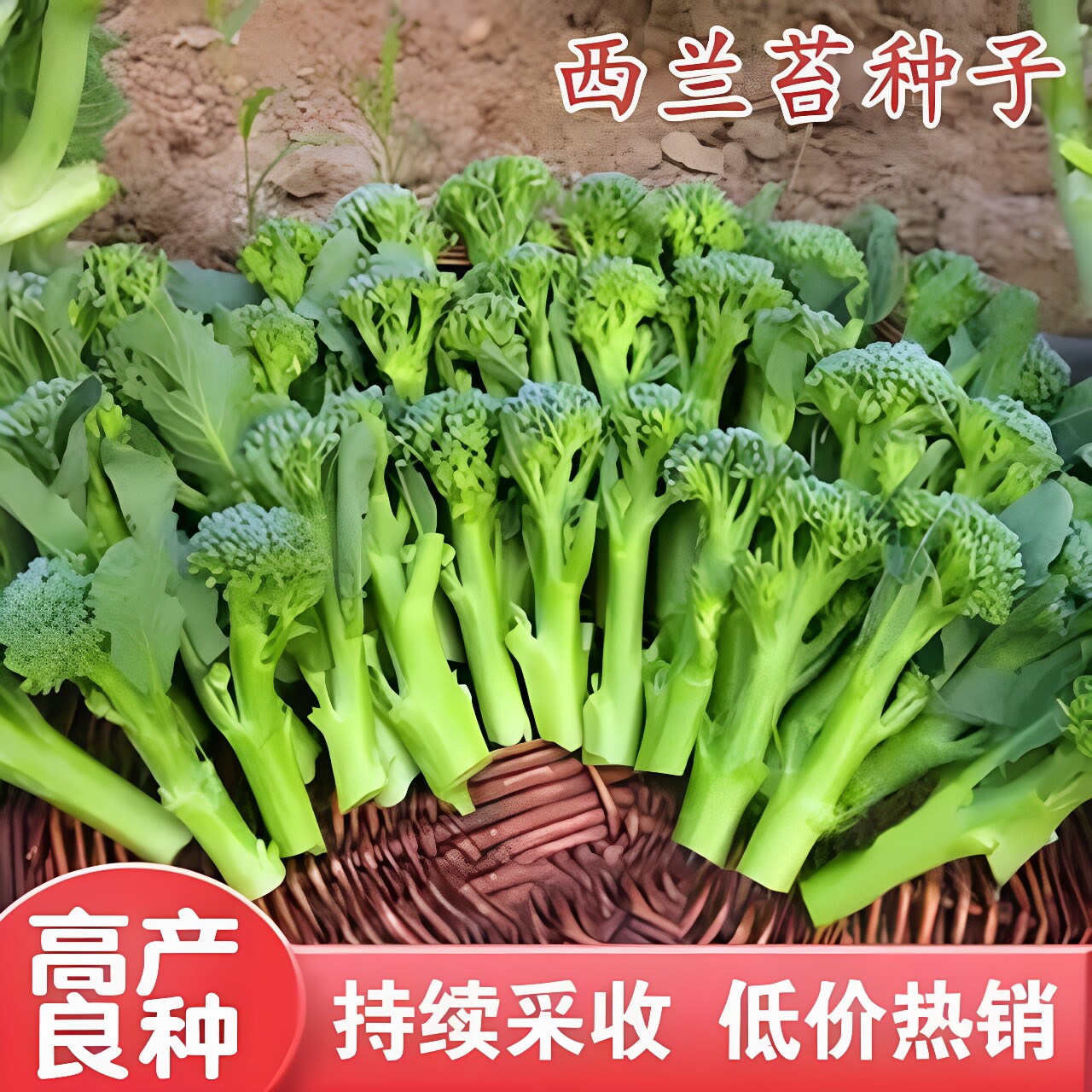 【西兰苔种子】西洋芥兰种籽小西蓝花芥蓝菜苔菜心四季蔬菜高产zy