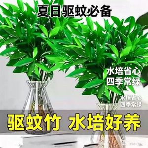 水培竹柏水养植物盆栽绿植水培土培 客厅阳台室内四季常青植物zy