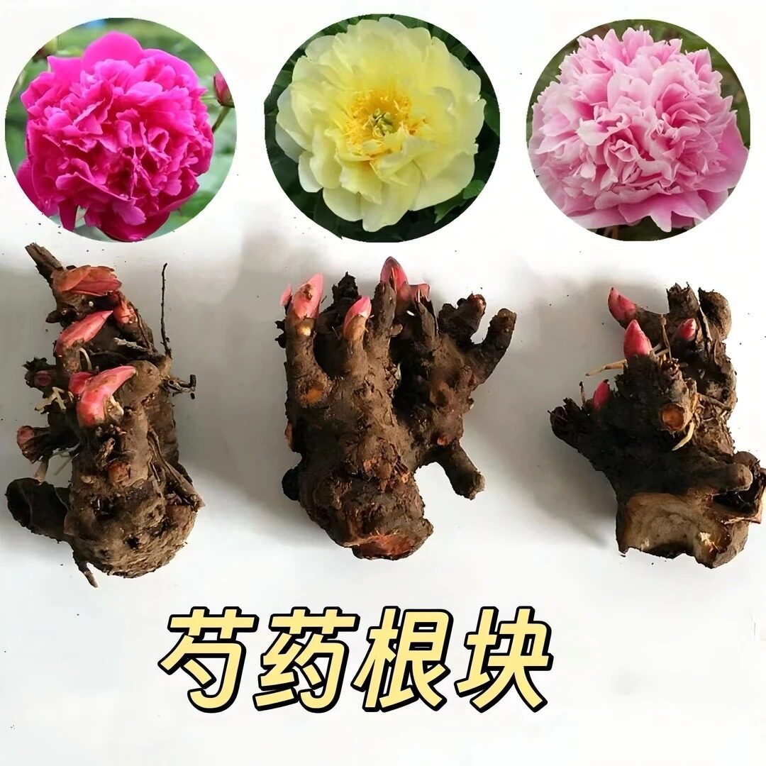 【基地直发】重瓣芍药花根块室内外好养阳台庭院浓香观赏zy