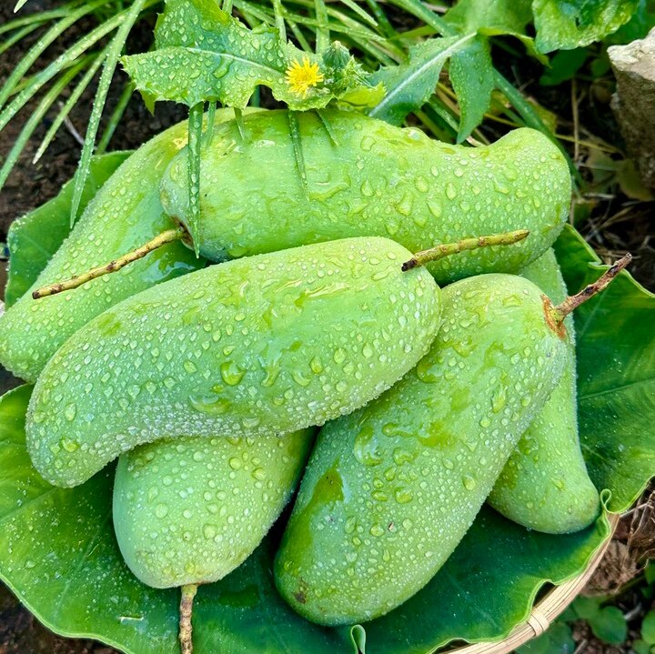 现摘现发新鲜酸脆生吃芒果当季水果芒果芽云南生脆小青芒果象牙芒