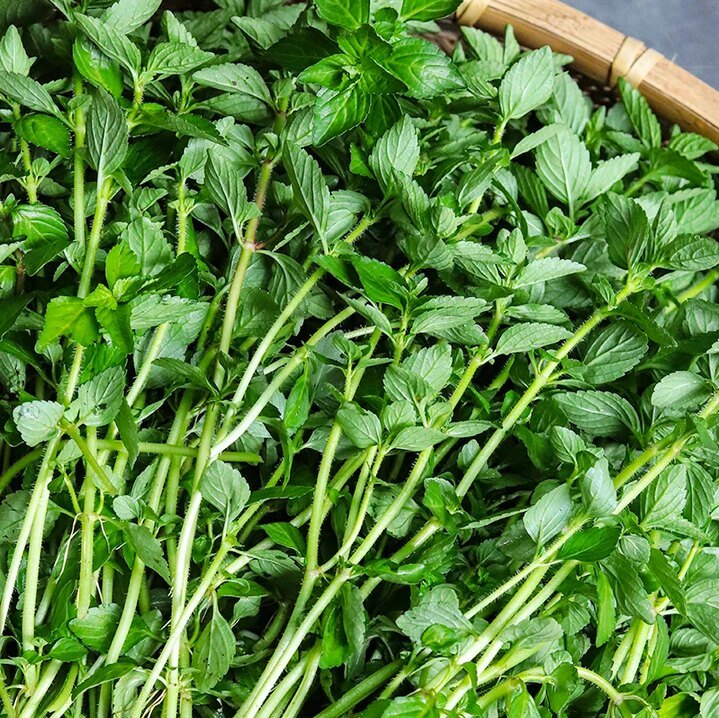 云南德宏叶菜类水香菜野菜薄荷新鲜采摘新鲜蔬菜水香菜500克包邮