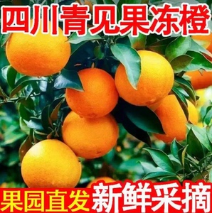 【下单立减50】四川青见果冻橙新鲜采摘当季果冻橙多汁手剥水果