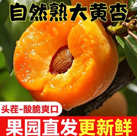 【下单立减50】新鲜现摘大黄杏当季孕妇水果酸甜可口肉厚多汁