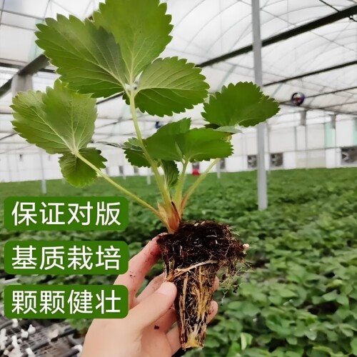 禾硕草莓苗带土穴盘盆栽