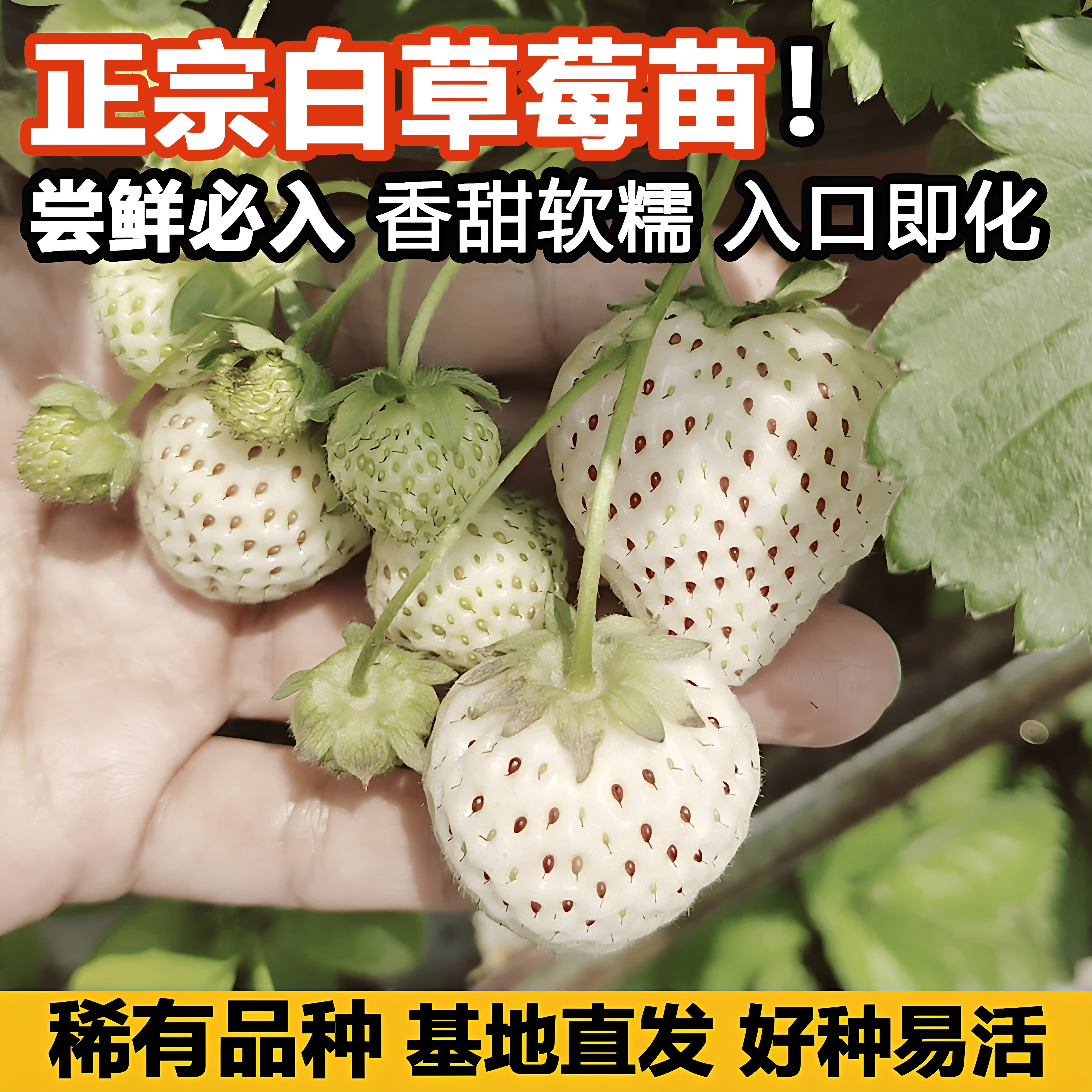 草莓苗庭院阳台盆栽地栽种植白草莓淡雪超甜红草莓香蕉秧苗种苗