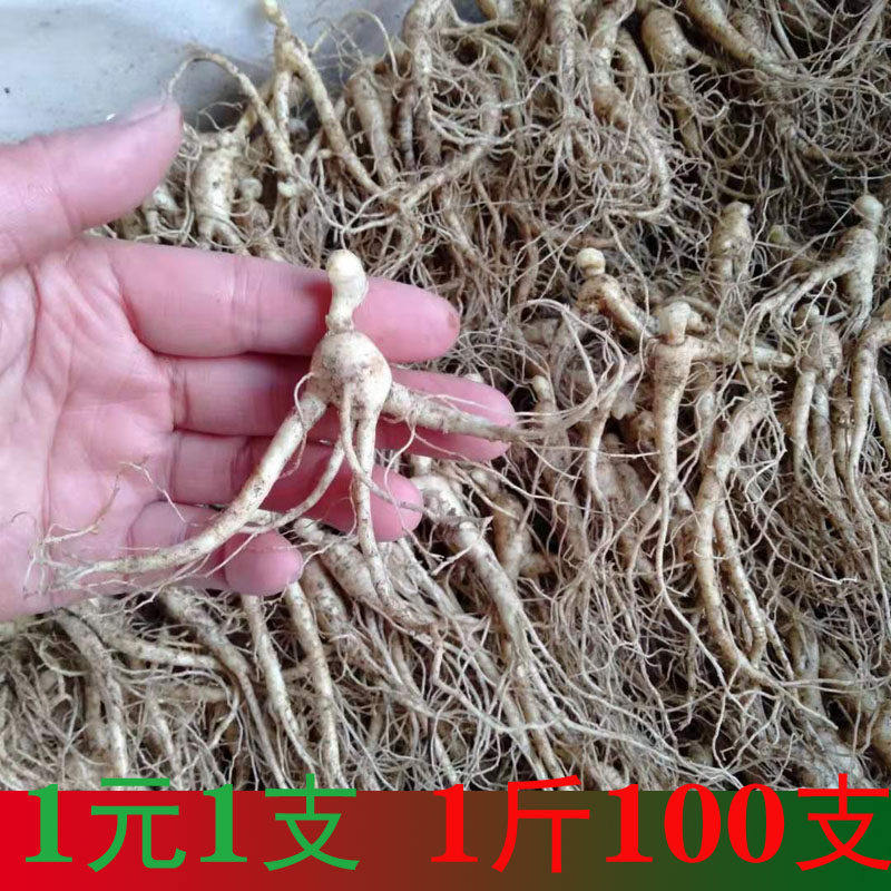 50支人参苗种植新鲜长白山现挖盆栽活苗芽孢饱满包邮
