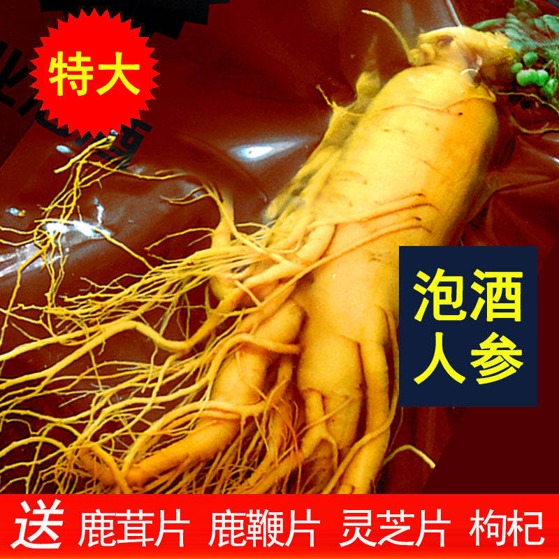 人参泡酒专用鲜人参新鲜长白山单支一斤500g克特大生人参保鲜人参