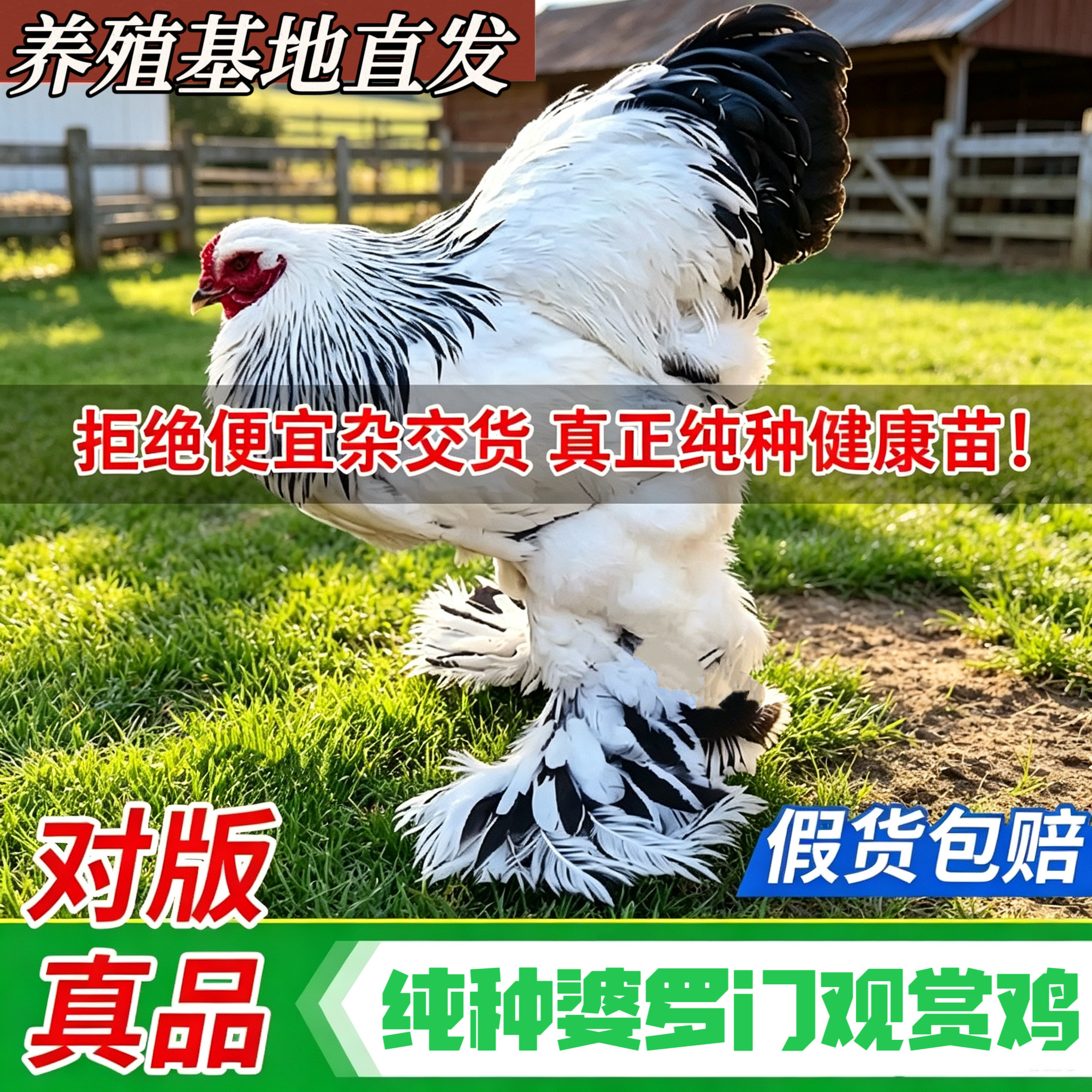 纯种婆罗门鸡正宗大体梵天观赏鸡