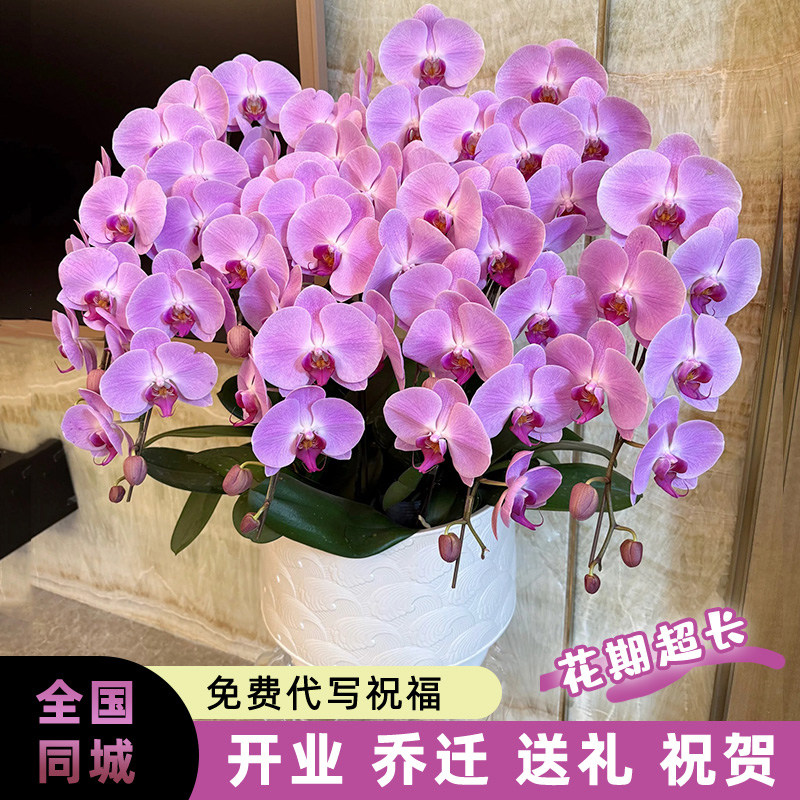 杭州蝴蝶兰盆栽带真鲜花速递同城配送长辈生日乔迁开业送礼北京店