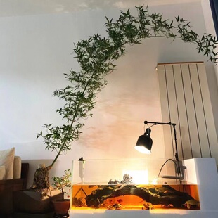 小叶簕竹生桩盆景老桩盆栽绿植造型桌面网红盆景