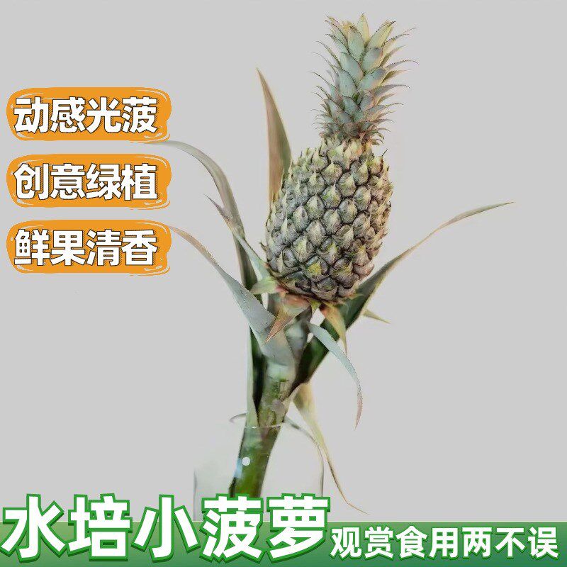 水培小菠萝新鲜带杆水培凤梨可食用创意办公室内绿植桌面插花闻香