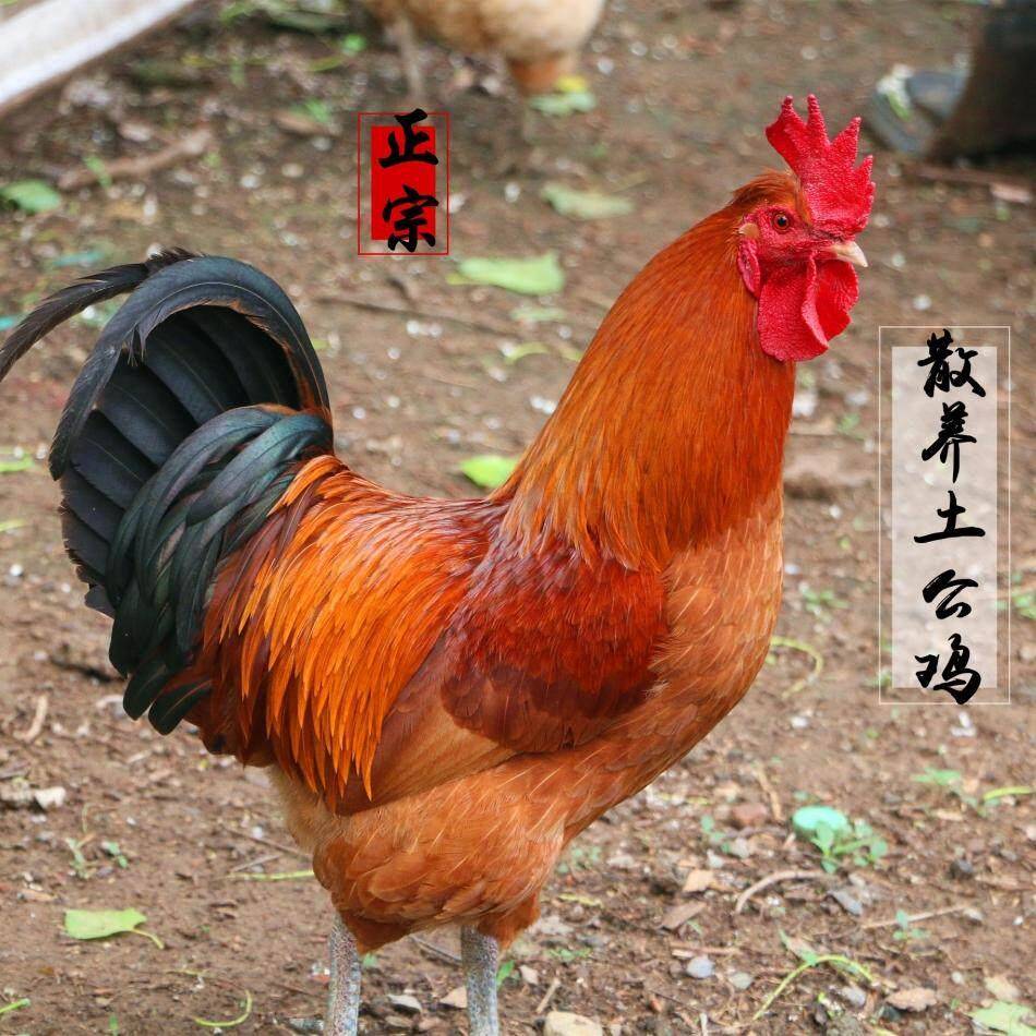 正宗农家散养土公鸡一年多土公鸡 鸡肉 土鸡 帮忙炒辣子鸡 老公