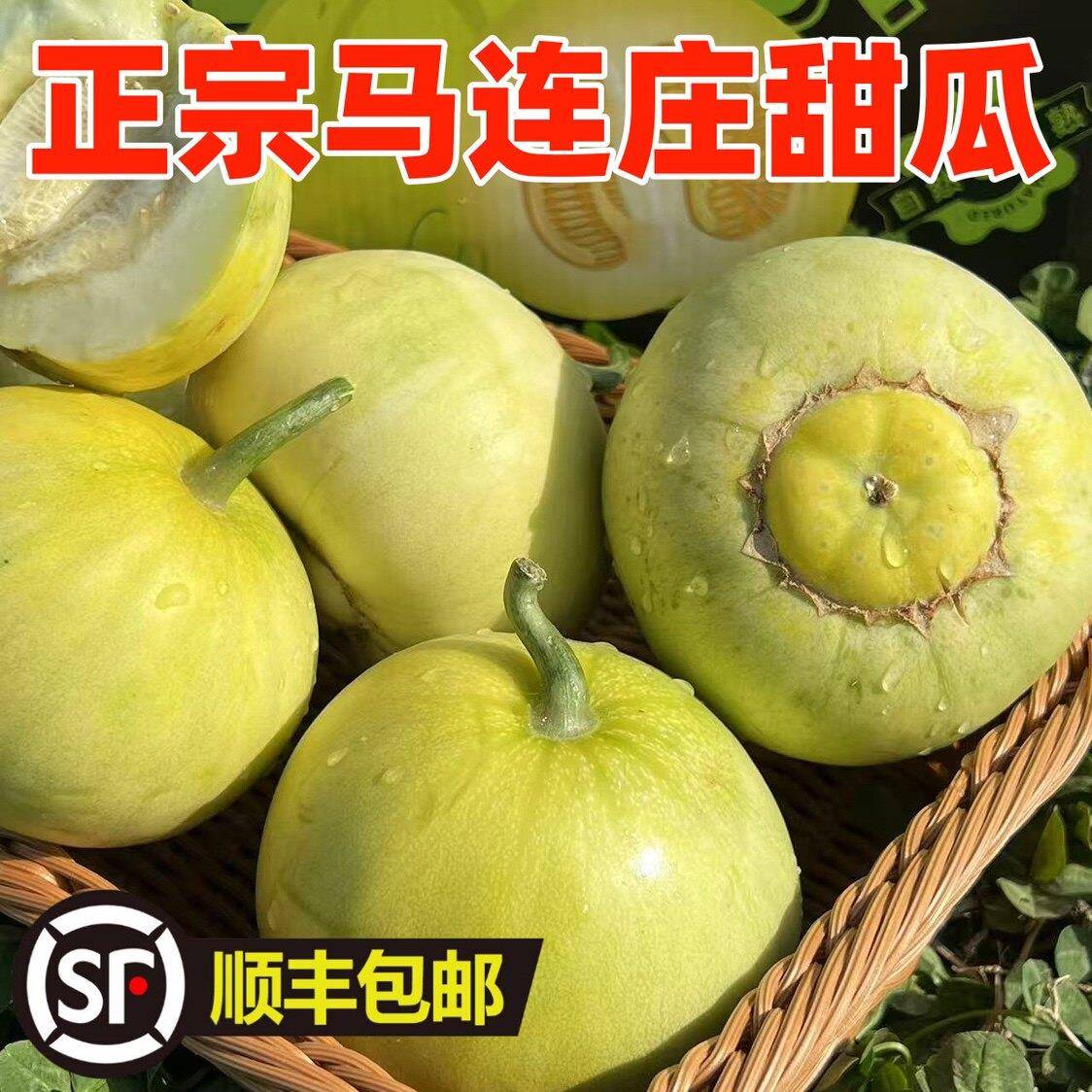正宗青岛马连庄甜瓜现摘日本甜宝当季新鲜水果绿宝小香瓜顺丰包邮