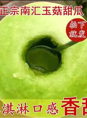 上海南汇白玉菇甜瓜新鲜水果当季冰淇淋新玉姑甜瓜玉茹玉谷蜜香瓜