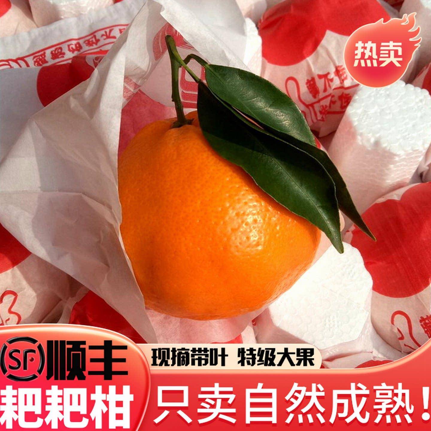 耙耙柑正宗四川春见10斤大果装现摘发货柑橘粑粑柑橘子水果礼盒