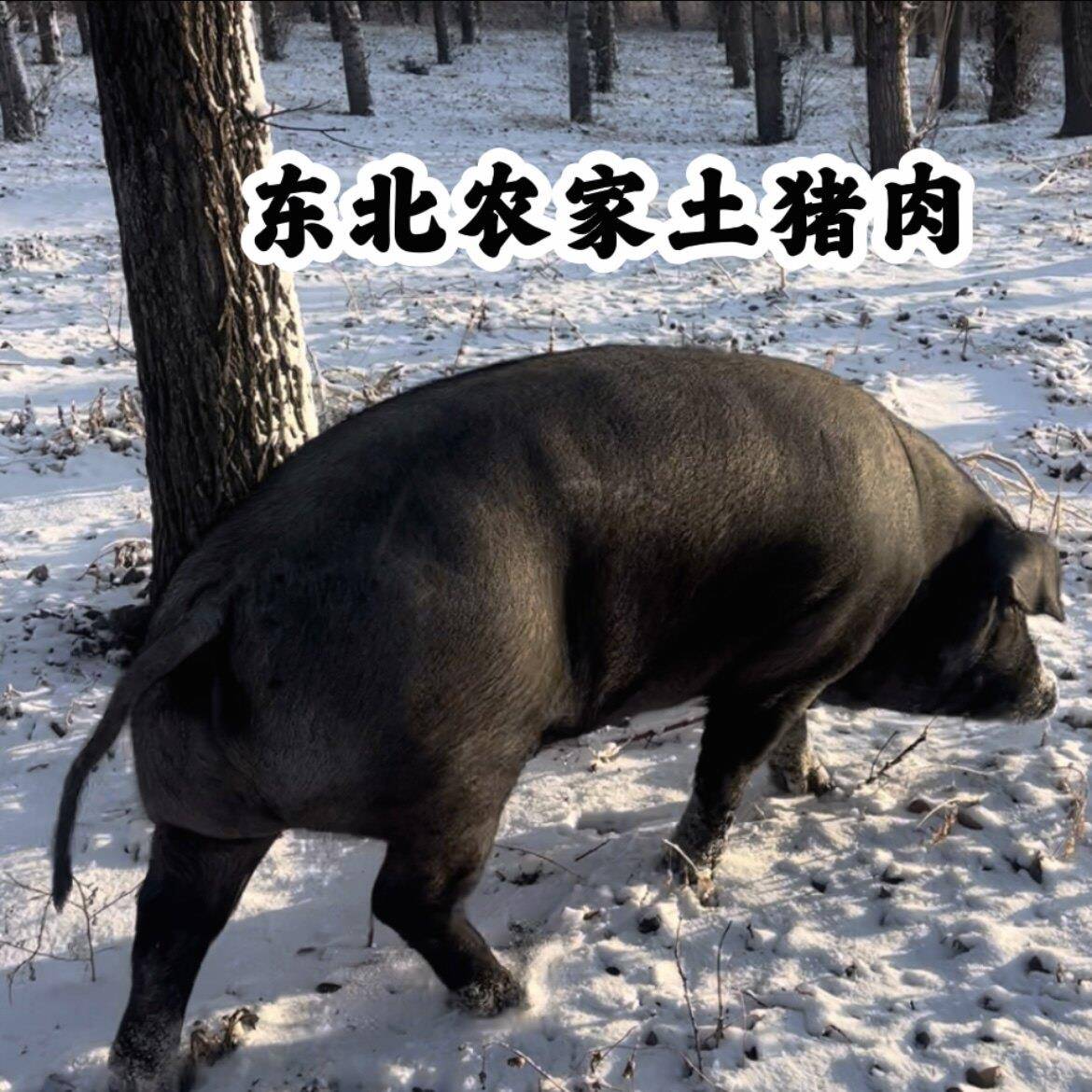 东北农家年猪农村散养黑猪肉新鲜现杀笨猪肉前腿五花排骨大骨头