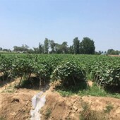 低价便宜大量天然大葫芦居家装 饰客厅办公室摆件挂件学生烙画雕刻