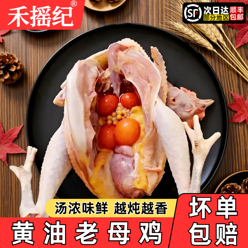 黄油老母鸡土鸡走地鸡新鲜现杀农家散养炖汤商用批发冷冻淘汰蛋鸡