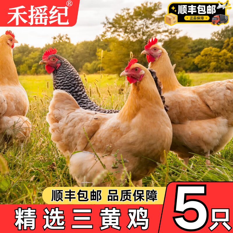 新鲜走地三黄鸡5只整鸡批发