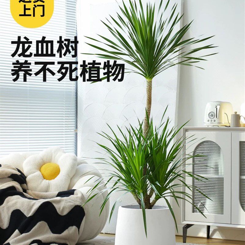 带盆 多芽老桩太空铁2号龙血树造型客厅盆栽大型懒人绿植净化空气