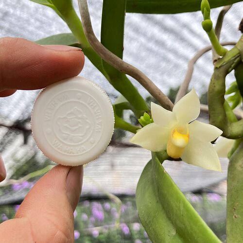 匠人花圃水晶白点万代兰扦插苗垂吊吊兰盆栽植物浓香好养吉氏白点