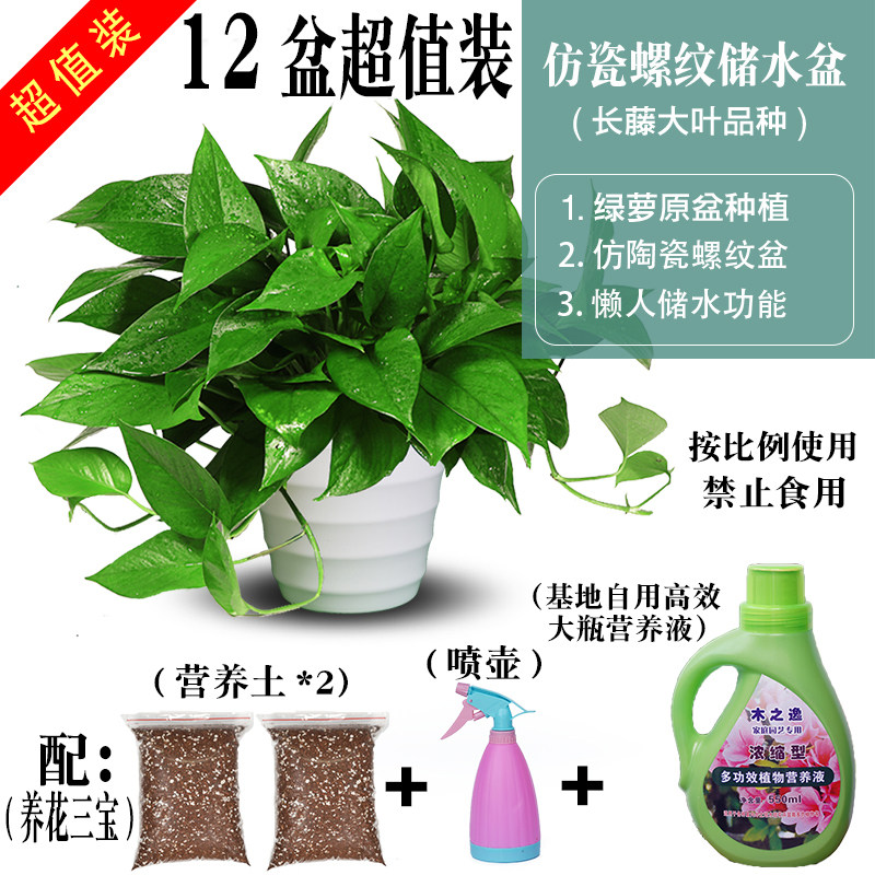 木之逸绿萝盆栽室内吸除甲醛水培好养盆景长藤垂吊绿植物大叶绿箩