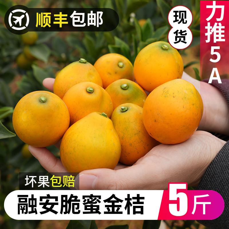广西融安脆蜜金桔第三代当季新鲜水果大果纯甜金柑独立包装礼盒装